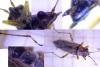 Nysius sp.